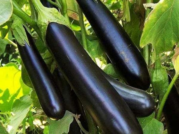 تصویر 5 از خرید بادمجان خورشتی صادراتی + قیمت فروش استثنایی